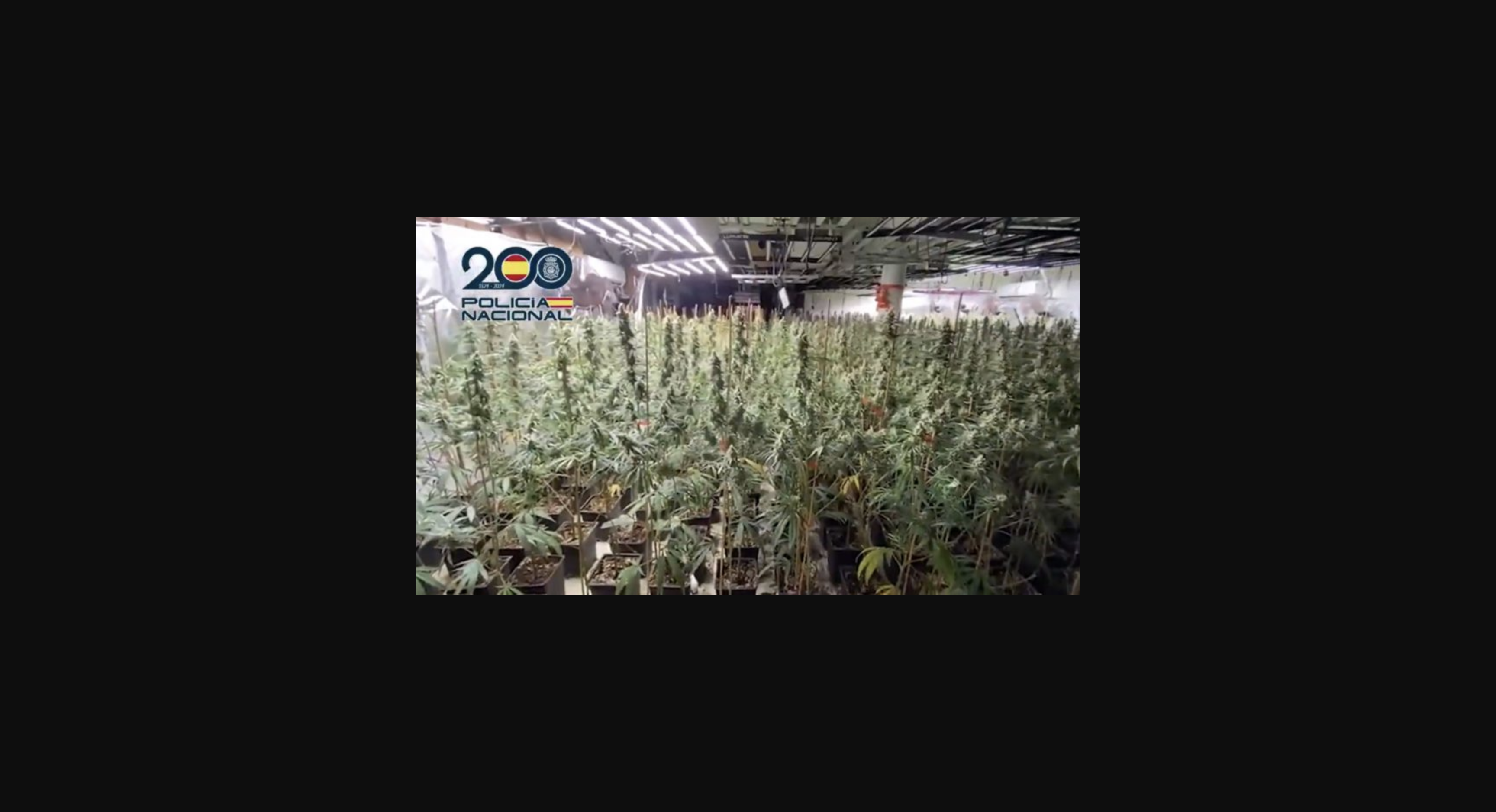 Hallan una extensa plantación de cannabis en Maçanet de la Selva