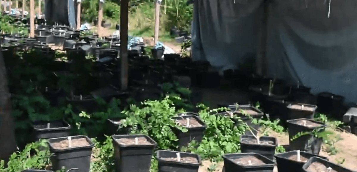 Dos policías en su tiempo libre descubren una extensa plantación de cannabis en Turín.